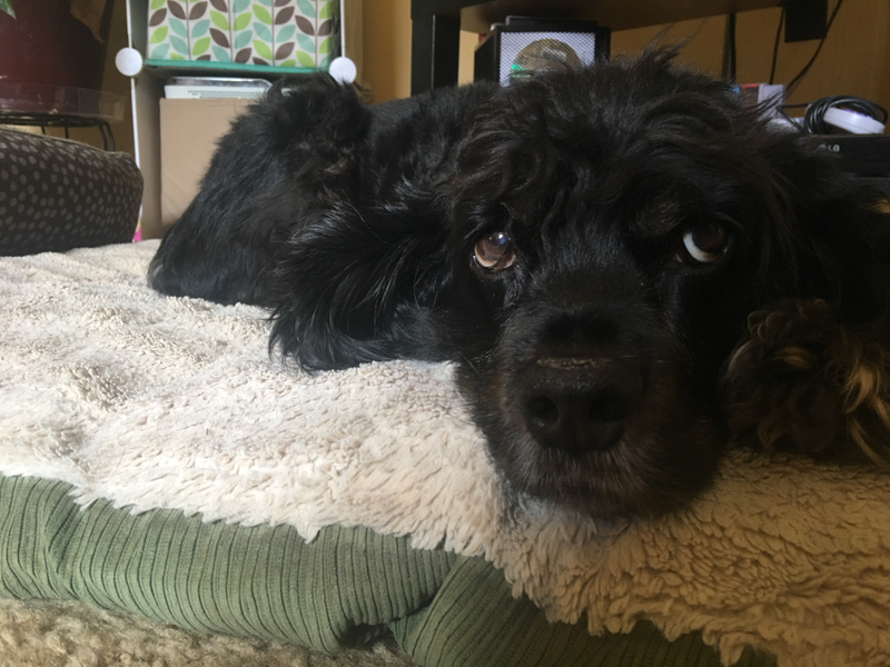 How dare you interrupt my morning nap for a photo?